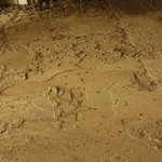 Termites taking home in the bottom of a shipping container