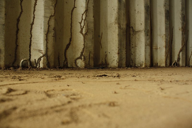 Termites taking home in the bottom of a shipping container